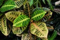 bright unusual leaves. croton