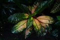 bright unusual leaves. croton