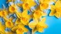 Spring with bright yellow daffodils, Top view photo