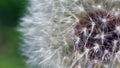 Close up of seed cluster ready to be blown by wind