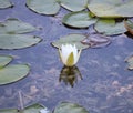 A Flower in the Florida Everglade Royalty Free Stock Photo