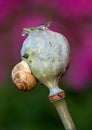 Spring brings new life. Closeup image of a snail on a poppy seadhead. Royalty Free Stock Photo