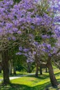 Spring in Brisbane, parks full of blooming jacaranda trees Royalty Free Stock Photo