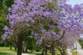 Spring in Brisbane, parks and street full of blooming jacaranda trees Royalty Free Stock Photo