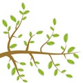 Spring Brown branches with green leaves on white background. Vector