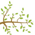 Spring Brown branches with green leaves on white background. Vector Royalty Free Stock Photo
