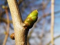 Spring bud Royalty Free Stock Photo