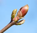 Spring Bud Royalty Free Stock Photo