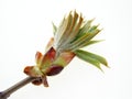 Spring bud Royalty Free Stock Photo