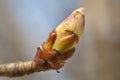 Spring bud on the branch Royalty Free Stock Photo