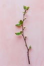 Spring Bud Branch on Pink Background Royalty Free Stock Photo