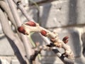 Spring bud on branch of wisteria flower. Japanese wisteria bud. Macro photo of wisteria flower bud