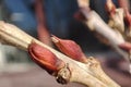 Spring bud on branch of wisteria flower. Japanese wisteria bud. Macro photo of wisteria flower bud