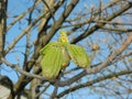 Spring bud burst Royalty Free Stock Photo