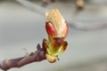 Spring bud chestnut branch day