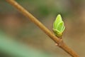 Spring bud nature. Royalty Free Stock Photo