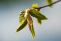 Spring bud macro view. Budding tree with green young leaf.  Macro Royalty Free Stock Photo