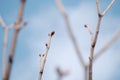 Spring bud on a tree branch Royalty Free Stock Photo