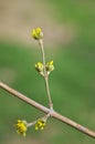 Spring bud on a tree branch Royalty Free Stock Photo