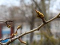 Spring bud on a tree branch in an urban environment Royalty Free Stock Photo