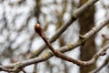 Spring budding, chestnut twig with opening bud at top