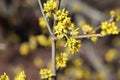 Spring budding Cornus mas is commonly known as dogwoods. Cornelian cherry or European cornel is a shrub with red fruits that is al Royalty Free Stock Photo