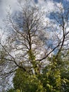 Spring Budding TreeBranches Against Cloudy Sky Royalty Free Stock Photo