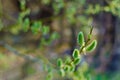 spring budding trees In sunny day Royalty Free Stock Photo