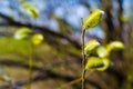 spring budding trees In sunny day Royalty Free Stock Photo