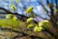 spring budding trees In sunny day Royalty Free Stock Photo