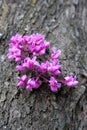 Spring buds