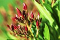 Spring Buds Royalty Free Stock Photo