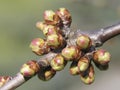 Spring buds