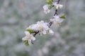 Spring buds and flowers covered in snow Royalty Free Stock Photo