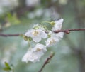 Spring buds and flowers covered in snow Royalty Free Stock Photo