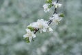 Spring buds and flowers covered in snow Royalty Free Stock Photo