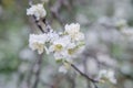 Spring buds and flowers covered in snow Royalty Free Stock Photo