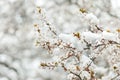 Spring buds and flowers covered in snow Royalty Free Stock Photo