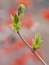 Spring buds Royalty Free Stock Photo