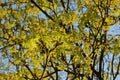 Spring buds and green maple leaves against blue sky. Bottom view, horizontal photo Royalty Free Stock Photo