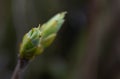 Spring buds of lilac