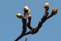 Spring buds on pear fruit tree, latin genus name Pyrus, in daylight sunshine. Royalty Free Stock Photo