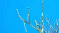 Spring buds swell on the branches on a background the blue sky