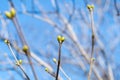 Spring buds swell on the branches on a background the blue sky