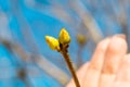 Spring buds swell on the branches on a background the sky