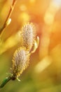 Spring buds of willow catkins Royalty Free Stock Photo