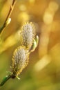 Spring buds of willow catkins Royalty Free Stock Photo