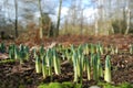 Spring bulbs