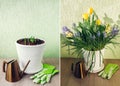 Spring bulbs flowers stages of blooming and growing in pot. Yellow tulips, hyacinths, blue muscari with watering can Royalty Free Stock Photo