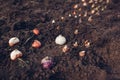 Spring bulbs planting. Tulip, narcissus, crocus, hyacinth bulbs ready to put in soil. Spring gardening